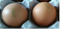 해남 농가 계란서 살충제로 생성된 물질 검출 ‘부적합’ 회수·폐기…“문제 난각코드는?”