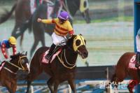 “내가 바로 대한민국 최강의 토종 경주마”...디바이드윈드, 제14회 KRA컵마일 우승