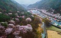 비단고을 산꽃축제, 관광객 8000여명 다녀가