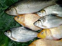 몸에서 생선 썩은 냄새가? 희귀질환 ‘생선냄새증후군’을 아시나요?