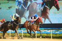 렛츠런파크 부산경남 실버울프, 부산일보배 우승