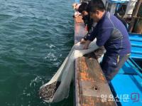 기장군 “우리 바다를 보다 풍요롭게”...연안바다에 돌돔 종자 방류