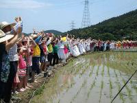 기장군, 손모내기 전통 농경문화 복원체험 행사 개최
