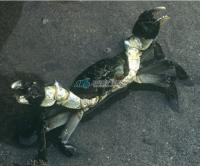 [김해시 브리핑] 동남참게 방류사업 추진 外