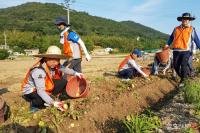 경남농협, 감자수확 일손돕기로 ‘구슬땀’