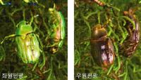 머리카락 굵기의 캡슐형 레이저 공진기 개발