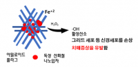 약물주사 없는 치매 치료 기술 개발