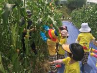 기장군, 어린이 옥수수 수확체험 행사 개최