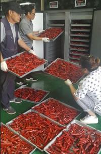 기장군 "폭염에도 고추 건조기 임대사업 성황"