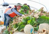 NH농협은행 경남본부, 또 하나의 마을 찾아 농촌일손돕기 실시