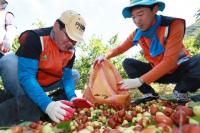 경남농협, 자매결연 마을에서 대추수확 일손돕기로 구슬땀 