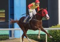 렛츠런파크 부경, 제2회 김해시장배 대상경주 28일 개최