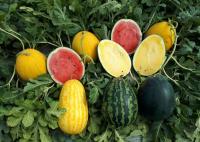 경남도 "함안수박, 최고품질 농산물 ‘대상’ 수상"