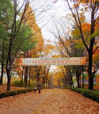 군포 궁내동, 22일까지 ‘단풍·낙엽 거리’ 2개소 조성