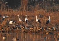 김해시 "천연기념물 황새 화포천서 발견"