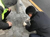 수원시 떼까마귀 배설물 AI 검사, '이상무'