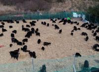 '제보자들' 염소 떼 공격 받고 있는 제주 비양도, 극적타결로 소탕작전 펼쳐