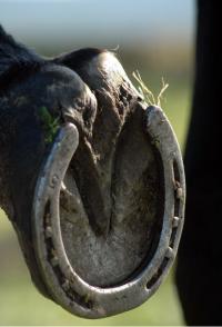 렛츠런파크 부경 "새해 맞아 말(馬)도 좋은 신발 신어야"