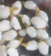 기장군, 왕우럭조개 적정 성장방안 모색 연구 시도