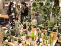 “집안에 꼭 필요한 공기정화식물 키우세요”