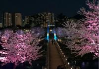 김해시 "율하천 카페거리 벚꽃 만개"