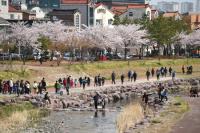 [김해시 브리핑] 활짝 핀 벚꽃과 함께한 대청천 슬로걷기 대회 外