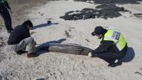 제주 해안서 상괭이 사체 발견…올해 31번째