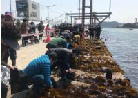 기장군, ‘제10회 기장미역·다시마 축제’개최