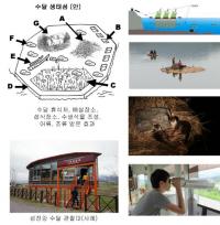 "대구 도심하천, 수달 24마리로 늘었다"