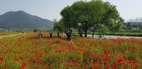 김해시, 조만강 꽃양귀비 붉은 물결 장관