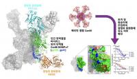 한국연구재단, 콘엠 단백질로 에이즈 치료법 찾는다.