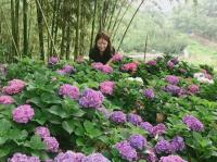 김해시, 수안마을 제2회 수국정원축제 개최