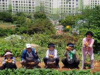 경산시, 실버세대 텃밭정원 프로그램 '첫 수확'