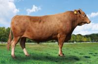 경북 축산기술연구소 영주 이전 20주년…한우 보증씨수소 1두 추가선발