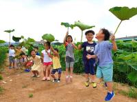 김해칠산서부동, 친환경 연꽃밭으로 오세요