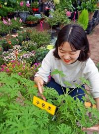aT화훼사업센터, 여름철 반려식물 3종 추천...무더위, 미세먼지, 벌레 잡는 기능성 식물