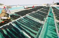 기장 미역 우수성 국내외 모두 '엄지 척'