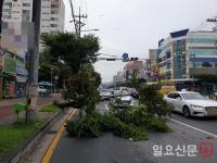 청주시 상당구 용암동 건영사우나 앞 4m 가로수 도로로 쓰러져교통 혼잡