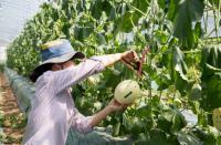 세정 라이프스타일샵 동춘상회, ‘동춘농장’ 두번째 아이템 ‘백자메론’ 판매