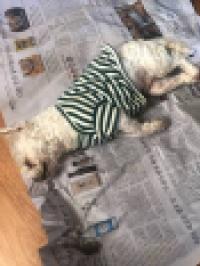 헤어진 여친 집 침입해 반려견 죽였는데 '그저 개인사'