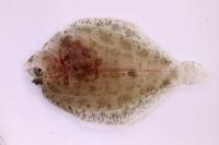 경북수산자원연구원, 국내 최초 '줄가자미 치어' 생산 성공