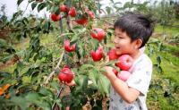 사이버 재배·수확, 장수 사과나무 분양 