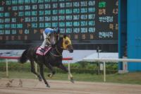 [한국마사회 부산경남] ‘트리플티아라’ 두 번째 관문, ‘코리안오크스’ 열려 外