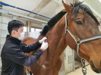 "사람만 예방접종 받는다?"...부산경남경마공원이 전하는 말들의 예방접종