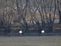 창원 주남저수지에 국제적 보호종 황새 한 쌍 서식 확인