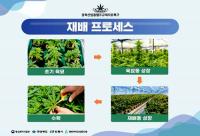 경북도, 국내 최초 "헴프(HEMP) 산업화 가능성 검증한다"