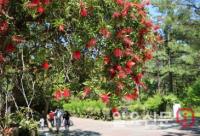 제주 한림공원 병솔나무 꽃 ‘활짝’