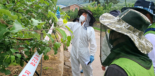 경북농업기술원이 과수화상병 추가 감염 농가를 조사하고 있다 (사진=경북농기원 제공)