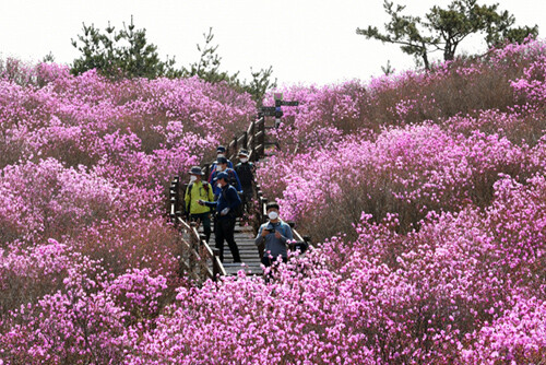 달성군 유가읍 용리 비슬산 참꽃 군락지 (사진=달성군 제공)