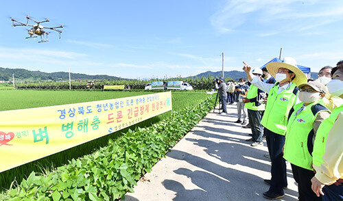 22일 상주시 사벌들에서 '경북 청년농업인 드론 병해충 방제단'이 벼 잎도열병 긴급방제를 벌이고 있다 (사진=경북도 제공)